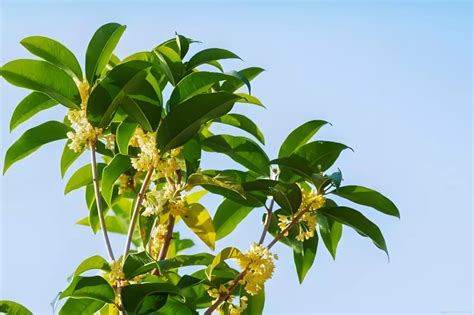 桂花树风水|家居摆放须知：桂花树的风水禁忌